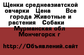 Щенки среднеазиатской овчарки › Цена ­ 1 - Все города Животные и растения » Собаки   . Мурманская обл.,Мончегорск г.